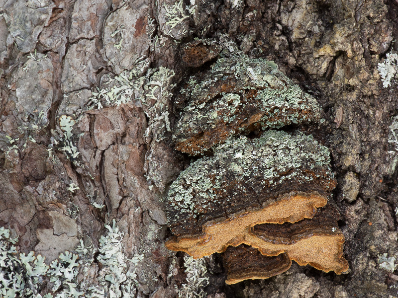 Phellinus laricis